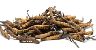 এক কেজি মাশরুমের দাম কয়েক লাখ টাকা!